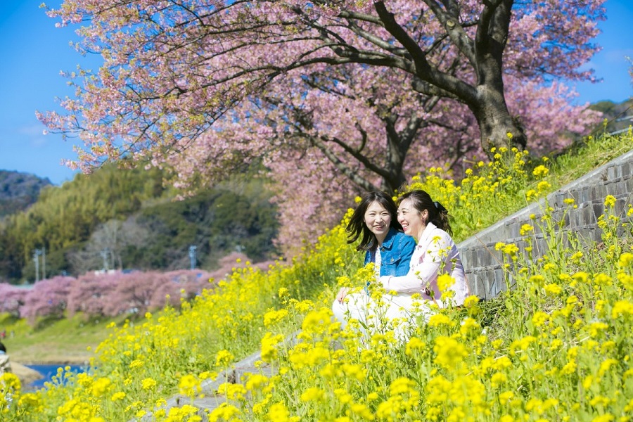 Nhật Bản mùa hoa anh đào